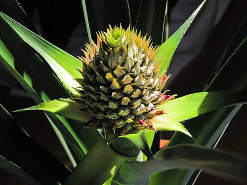 Young Pineapple growing in the sunshine